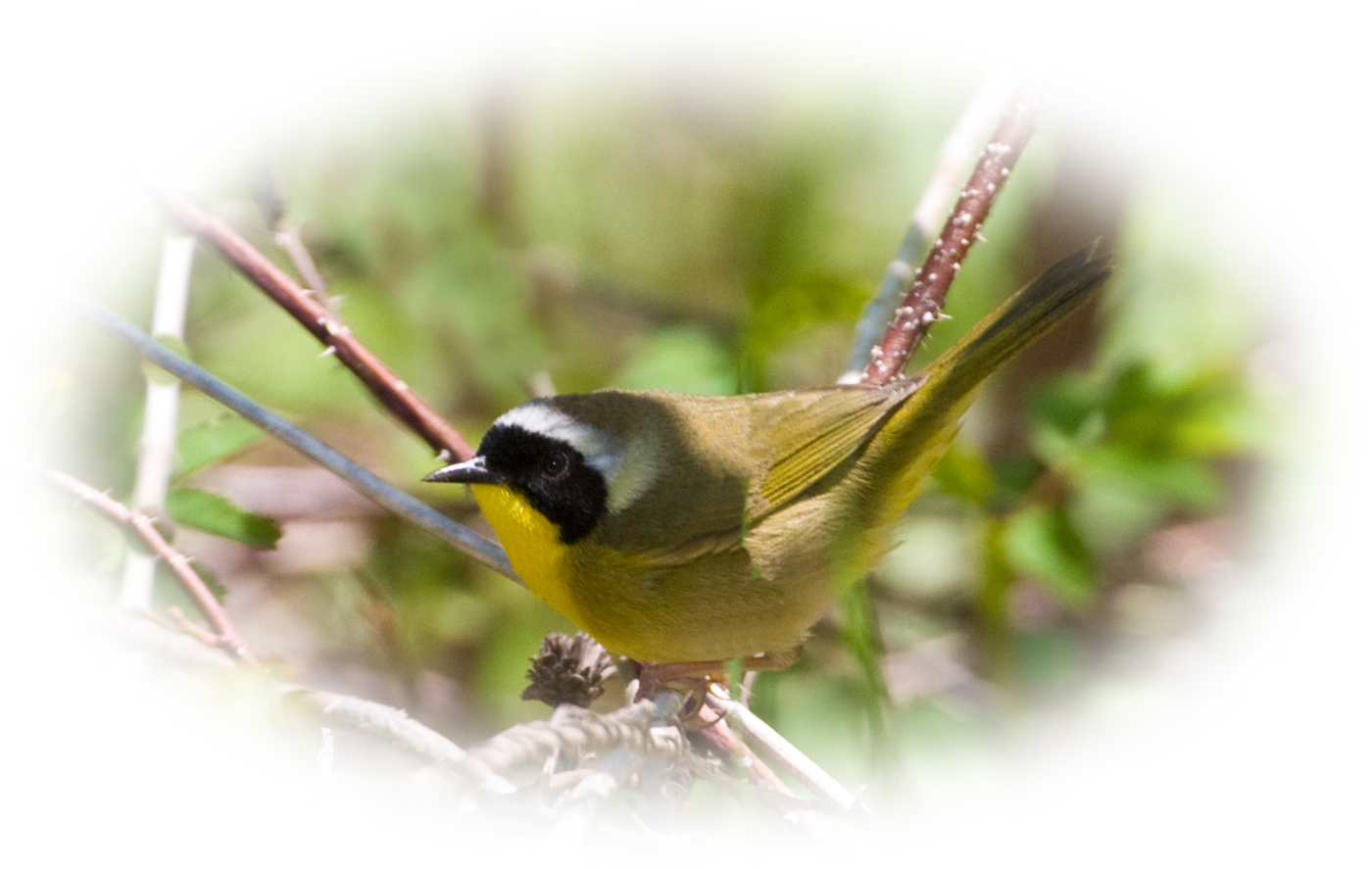 Common Yellowthroat photo by Reid Allen