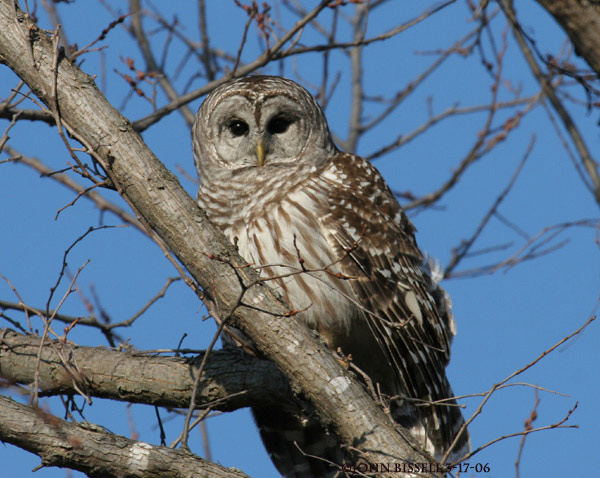 Barred Owl