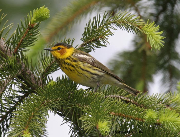 Cape May Warbler photo by John Bissell