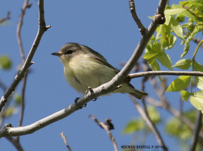 Philadelphia Vireo photo by John Bissell