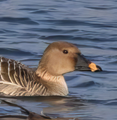 Tundra Bean Goose