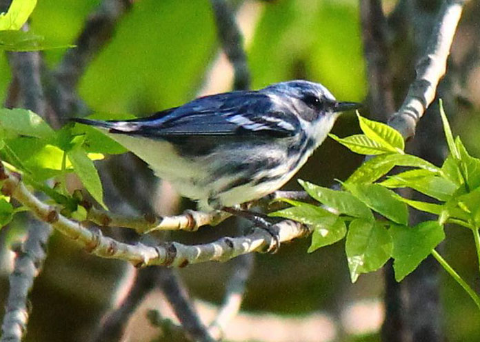 Cerulean Warbler photo by Tamra Lewis