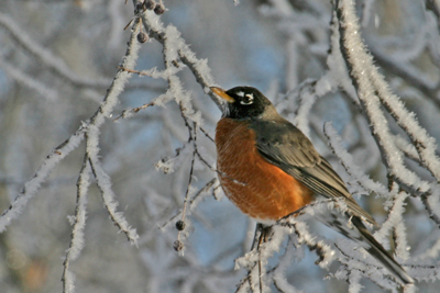 American Robin by Reid Allen