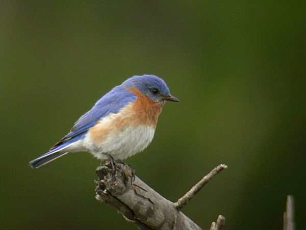birding information birding information