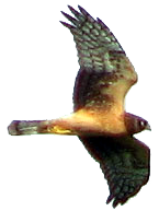 Northern Harrier - photo by Paul Hertzel