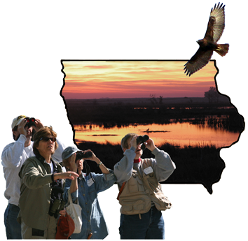 As dawn arrives at Hanlontown Slough in Worth County, members of the North Iowa Nature Club search for birds while a rufous morph Red-tailed Hawk soars overhead. (Paul Hertzel) As dawn arrives at Hanlontown Slough in Worth County, members of the North Iowa Nature Club search for birds while a rufous morph Red-tailed Hawk soars overhead. (Paul Hertzel)