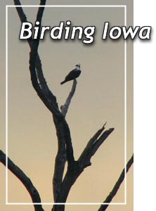Osprey - photo by Paul Hertzel