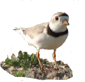 Piping Plover