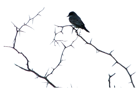 Eastern Kingbird - photo by Paul Hertzel