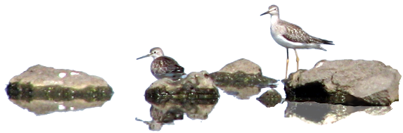 Sandpipers - photo by Paul Hertzel