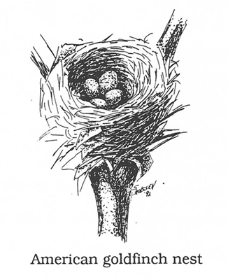 American Goldfinch nest