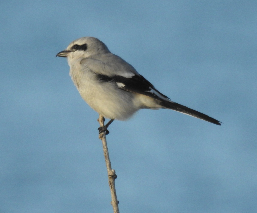 Northern Shrike